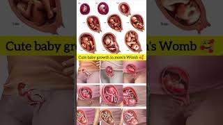 Cute Little Baby growing in moms Womb ?? Embryonic Development ?shorts pregnancy cutebaby