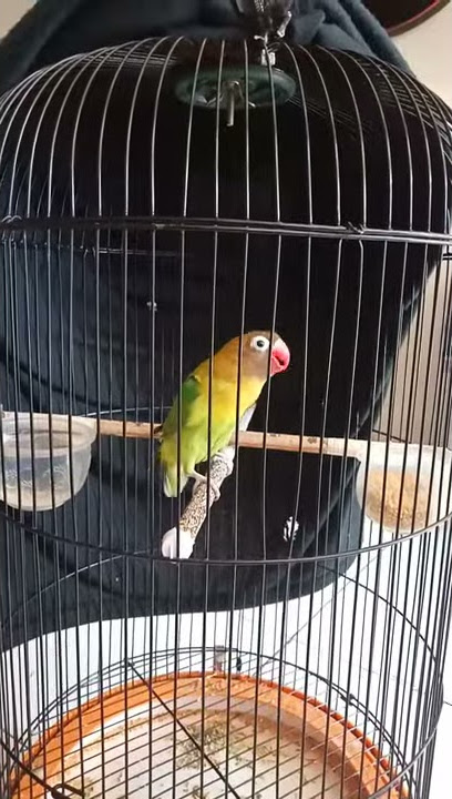 Uget-Uget lovebird Baby (Y4n'Z PJM)