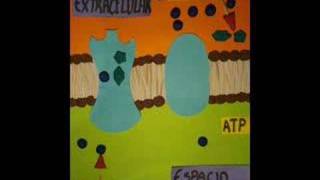 Creacion de Gradientes y Acumulacion de Energia