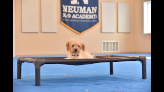 Lacy (Spoodle) Puppy Camp Dog Training Video Demonstration