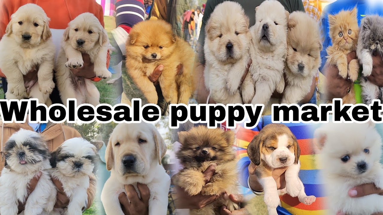 Wholesale puppy market in Punjab 😱 // Patiala dog show 2022 YouTube