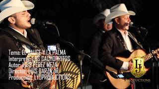 Video thumbnail of "Los Cachorritos - El Sauce y La Palma (En Vivo 2017)"