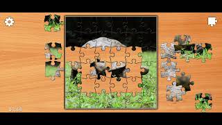 Jigsaw Puzzle Beautiful Tortoise Solution 🐢🐢🐢 🐢🐢 🧩🗝️🎮🎯😍🎮 screenshot 4