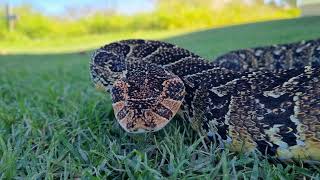 South African Puff Adder being loud!!!
