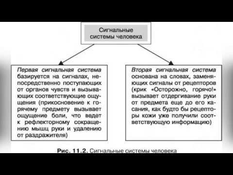 Сигнальные системы у людей