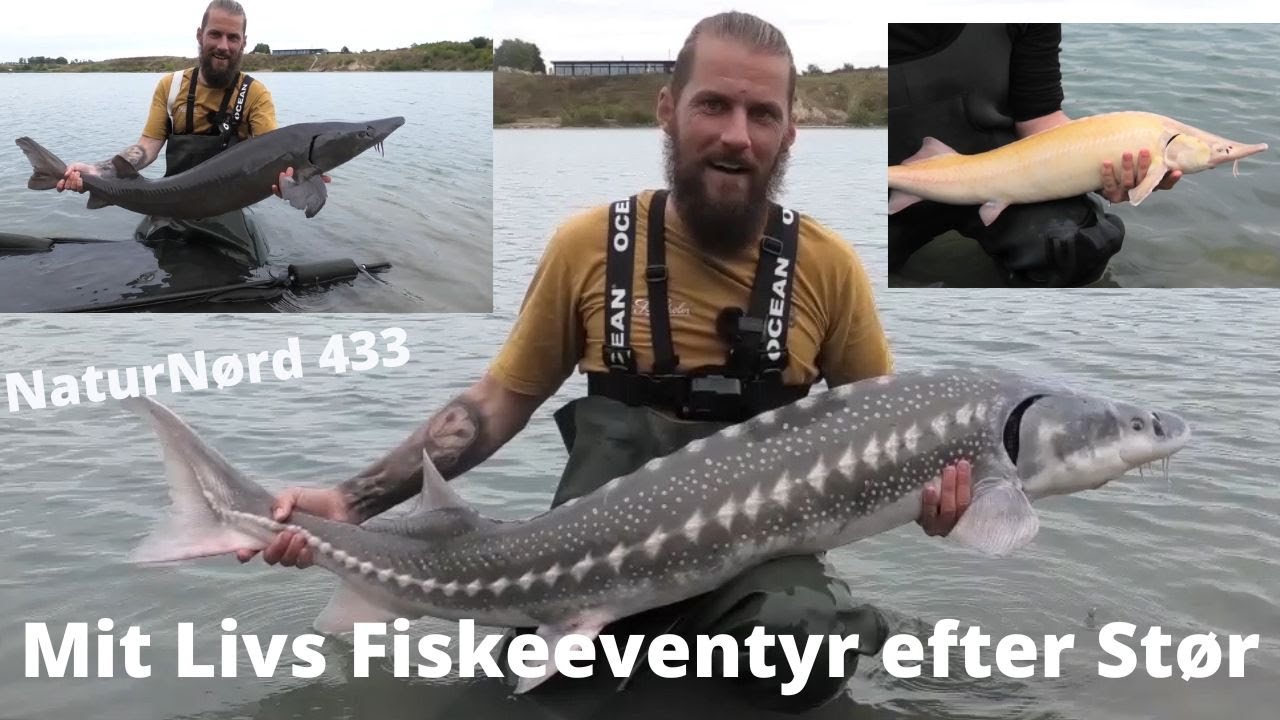 NaturNørd 433. Stør Fiskeri ved Blue Rock!!! 25 Stør på land !!!