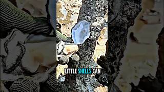 These Shells Can Clean The Ocean The Power Of Oysters