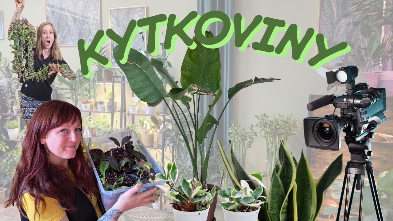 Tyhle pokojovky právě dorazily na e-shop | Maranta XXL, Hoya Flamingo Dream a vzácný Zamioculcas