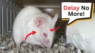 Nippy the Mouse is Feeling Scratchy- Vet Visit by MeloCat 307 views 5 days ago 3 minutes, 31 seconds