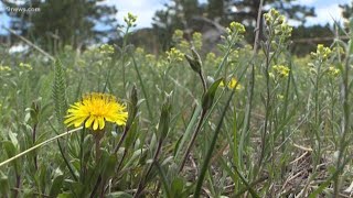 Tree pollen may be triggering your allergies
