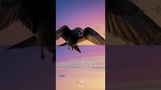 This bird breaks every rule: flies 10 months without stopping #wildlife #shorts