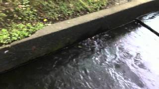 Seaham Weir - Fishway Fish Ladder