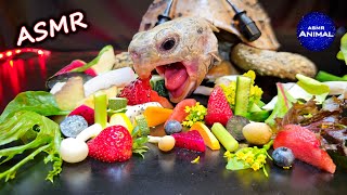 ASMR MUKBANG EATING FOOD 🐢 Turtle Tortoise 160