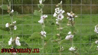 видео Корень алтея: лечебные свойства и противопоказания