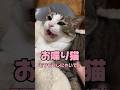 【お喋り猫】テンくんが可愛すぎてモフモフしていたら...⁉︎ #保護猫 #しゃべる猫 #喋る猫