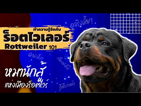 ร็อตไวเลอร์ Rottweiler 101 I รู้จักกับสายพันธุ์ ร็อตไวเลอร์ หมานักสู้ แห่งเมืองร็อคไวร์ !!!