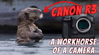 видео: Canon R3 — всё ещё рабочая лошадка. Детёныши выдр и песочники! картинка: Canon R3 — всё ещё рабочая лошадка. Детёныши выдр и песочники!