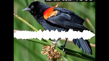 Help eBird Fill in the Gaps