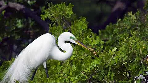 Great Egrets  and Herons at UTSW Rookery