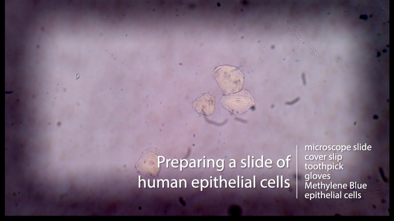 Human Cheek Cell Under Microscope: (Expert Lab Guide) - NetSuite.blog