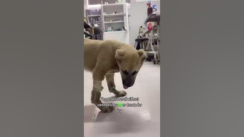 Please don’t scroll without commenting a💚or donate for joy (PayPal link in bio) #jesus #cat