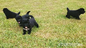 Chó Bắc Hà (Simacai) Việt Nam