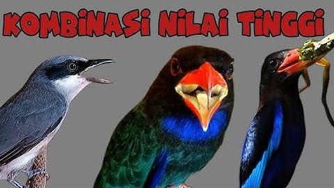 KOMBINASI NILAI TINGGI |jinjing petulak tengkek udang dan tengkek buto