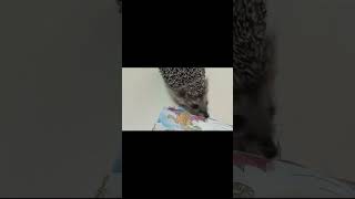 Ёжик нюхля😍🍖 #ежик #животные #hedgehog