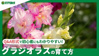 139 グラジオラスの育て方 花後の球根は掘り出したほうが良い 水やりや肥料など日々の管理をご紹介 Youtube