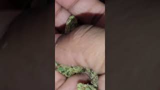 Visual Strain Review: Gelato by Traditional co.🔥🔥🔥