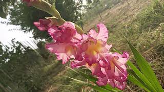 Gladiolus ,Priscilla Gladioulus,Gladiola5