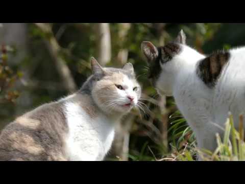 Cat Fight - Funny Cats Video 4K Ultra HD - YouTube