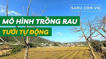Mô hình trồng rau ngoài trời bằng hệ thống tưới phun tự động