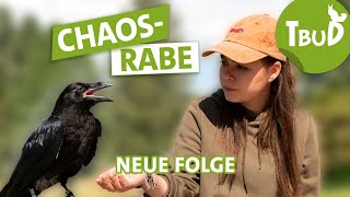 Immer Ärger mit Cashew  (Folge 120) | Tiere bis unters Dach | SWR Plus