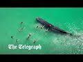 Beachgoers touch whale straying &#39;dangerously close&#39; to Perth shore