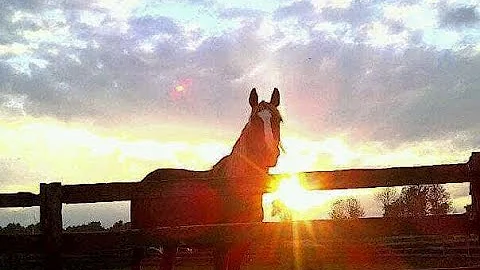 Looking at Morgan Horses in Ontario - 2022