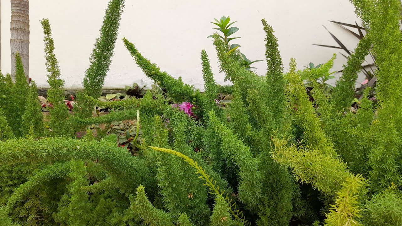 Aspargo rabo de gato! como fazer mudas e dicas de cultivo