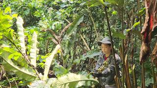 ​1-day challenge harvesting fruit to sell: Enough to buy a bowl of pho
