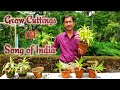 Cuttings / Propagation of  Song of India plant  ( Dracaena reflexa ) in the Easiest method.