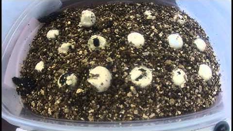 Snapping Turtle Hatchlings (time-lapsed)