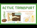 Active Transport and Root Hair Cells Quiz