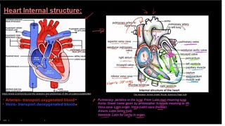 Grade 10 Life Sciences Human Transport System Part 3 Heart Internal Structure