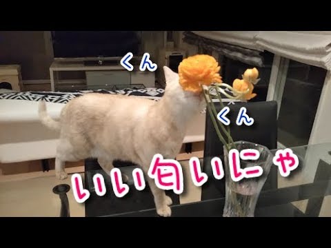 お花大好き！！お花と戯れる可憐な猫