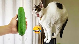 😅😘 Funniest Dogs and Cats 🤣❤️ Funniest Animals 2024 # 4