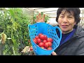 ‼️🍅 colectando tomates 🍅 x mi ensalada 🍅‼️