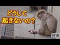 【悲報】我が子を抱きしめ呆然と立ちつくす母猿💧旅立つ赤ちゃんとお別れ！パンチ君と悲しみの市川動物園