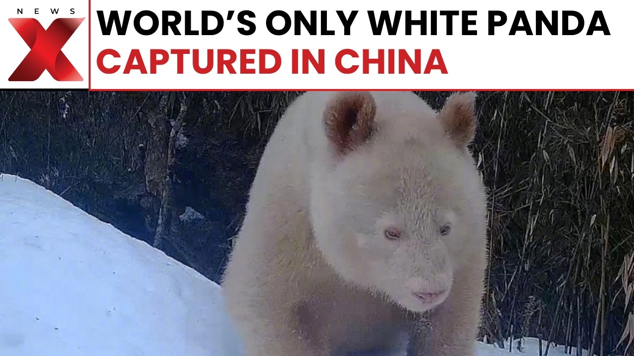 World's Only Wild White Panda Captured In Stunning New Footage