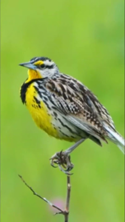 Western Meadowlark #birds #burungkicaudialamliar #burung #terapiburungmacet #birdsounds