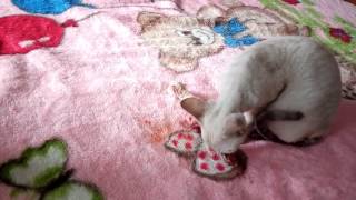 Роды Девон Рекс первый пошел часть 3 -Childbirth Devon Rex first went