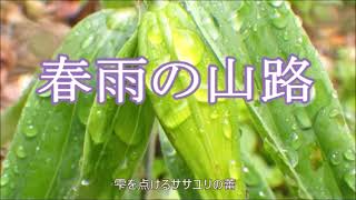 【天神平】春雨の山路 song by 蜂のムサシ